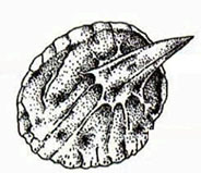 Echinorhinus brucus_09.jpg